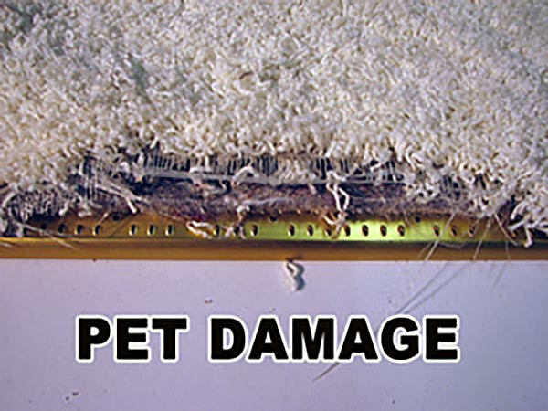 carpet ripple restretching repair before